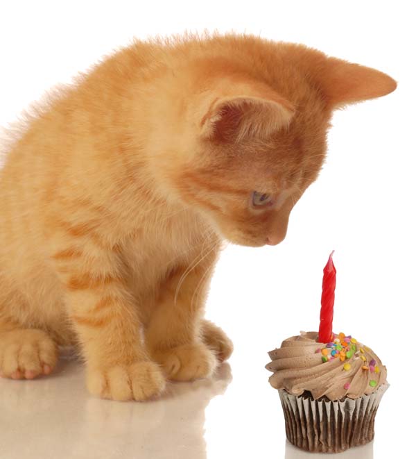Birthday_kitty.jpg
