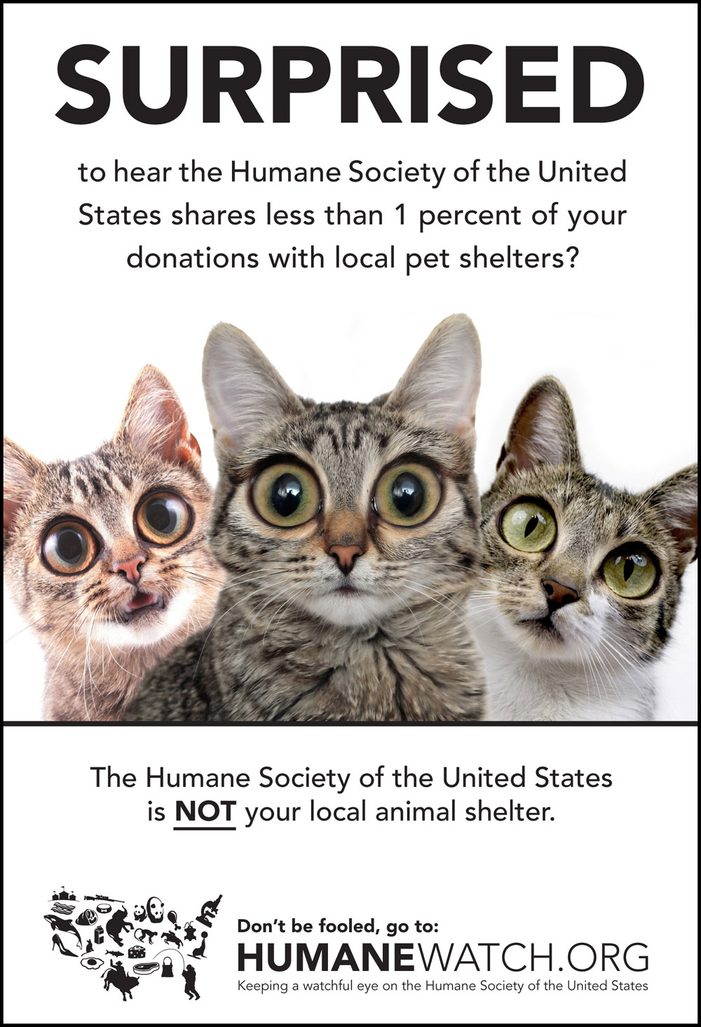 “Surprised?” ad with cats - HumaneWatch