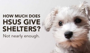How much does HSUS give to shelters?