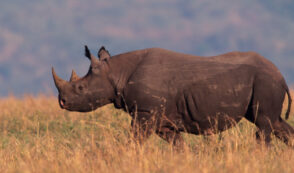 Company Seeking to Save the Rhinos Put Out of Business by Humane Society