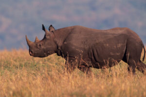 Company Seeking to Save the Rhinos Put Out of Business by Humane Society