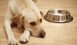 Ask Wellness Pet Food to Support Local Shelters, not HSUS