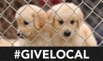 This #GivingTuesday, Support Your Local Pet Shelter, not HSUS