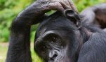 On Chimps and Chumps