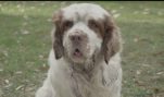 TV Ad: “Help Homeless Pets, Not The Humane Society of the US” (30 sec.)