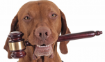 Bad Dog! Court Strikes Down HSUS Ballot Measure