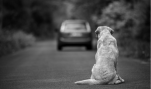 Humane Society of the U.S. Stiffs Pet Shelter “Partners”