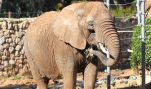 Animal Lawyers Sue Bronx Zoo to “Liberate” Elephant