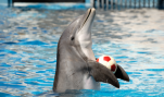 Humaniacs, Part 6: Activists Storm Dolphin Show, Ruin People’s Day