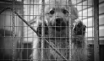 Not So Cute: Britain and California Restrict Sales of Dogs and Cats