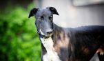 HSUS Shut Down Greyhound Racing in Florida. Now the Dogs Need Homes