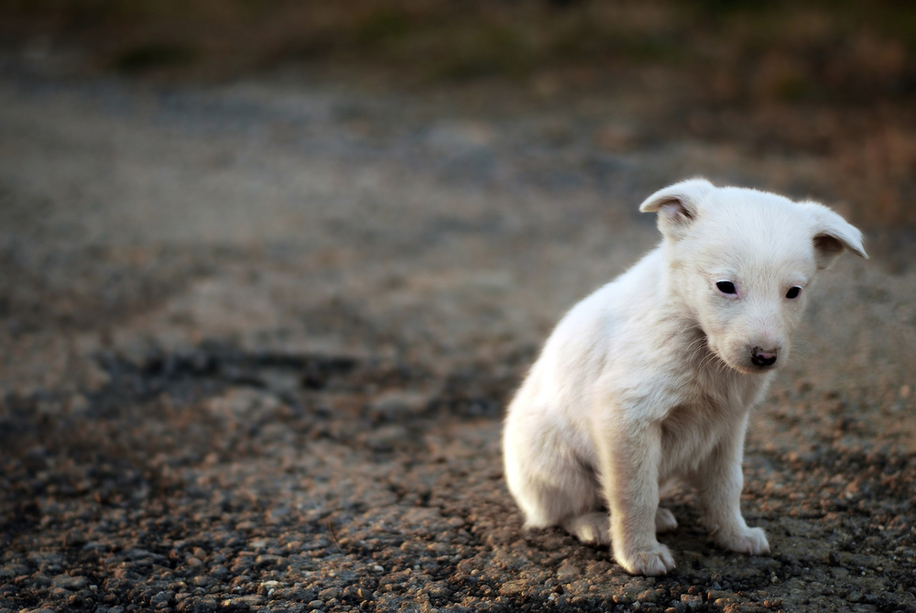 Animal Rights Charity Accused of Killing Dogs. Sound Familiar? - HumaneWatch