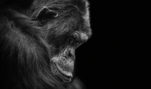 One Year Later, Has HSUS Helped the Chimps?
