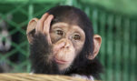 Project Chimps, or Project Screw-the-Chimps?