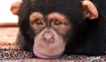 HSUS Chimp Sanctuary Drops Lawsuit Against Whistleblowers