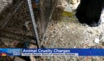Animal Rights Activist Charged With Animal Cruelty