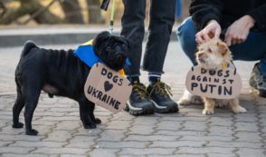 Do Your Research Before Donating to Ukrainian Pet Charities
