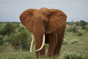 Elephants Don’t Have Human Rights, NY Court Rules