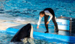 Marine Mammal Experts: Keep Orca Safe in Miami