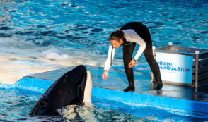 Marine Mammal Experts: Keep Orca Safe in Miami